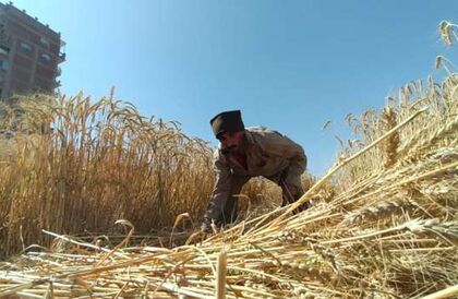 «تموين الفيوم»: سعر إردب القمح في موسم 2024 يشجع الفلاحين على توريد المحصول