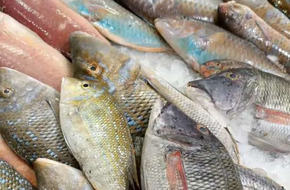 تدشين حملة «خليها تعفن» لمقاطعة شراء الأسماك في الغردقة