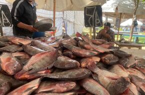 بعد حملة المقاطعة.. أسعار السمك تتراجع 50% ببورسعيد  | أهل مصر