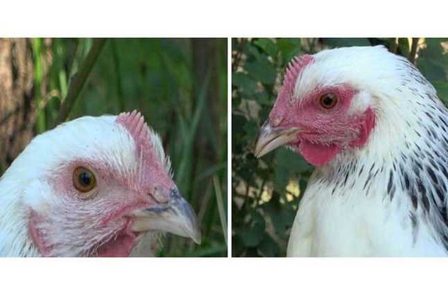 «وجوه الدجاج تحمرّ مثل البشر».. دراسة جديدة تكشف مفاجآت عن مشاعر الطيور (تفاصيل) | المصري اليوم