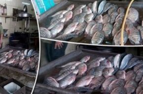 مبادرة مقاطعة الأسماك بدمياط تُجبر أصحاب المحلات بتخفيض الأسعار - صوت الأمة