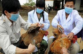 إدارة الغذاء والدواء الأمريكية: العثور على بقايا إنفلونزا الطيور في الحليب