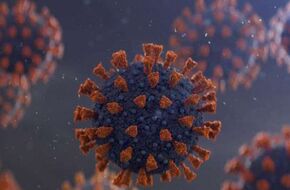 بعد تحذير «الصحة العالمية».. أمريكا تطالب مزارعيها بتطبيق اختبار لفيروس إنفلونزا الطيور