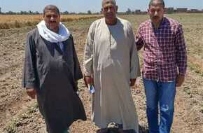 «زراعة الشرقية» توصي بأهمية الوقاية والعلاج للنهوض بمحصول القطن صنف «جيزة 97» | المصري اليوم