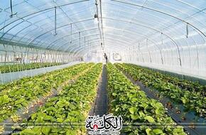 ”الزراعة” تستعرض جهود تحقيق التنمية الزراعية في سيناء | أخبار وتقارير | بوابة الكلمة