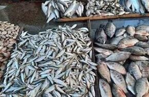 «الغرف التجارية»: صاحب المركب والمزرعة سبب أزمة ارتفاع الأسماك وليس التاجر | أهل مصر