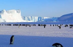 نفوق الآلاف من فراخ البطريق في القارة القطبية الجنوبية العام الماضي