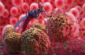 في اليوم العالمي للملاريا.. تعرف على أسباب وأعراض الإصابة
