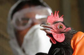 اكتشاف فيروس إنفلونزا الطيور في عينات اللبن المبستر بـ8 ولايات بأمريكا