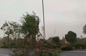 الرياح الشديدة تقتلع الأشجار في شوارع الأقصر.. صور | أهل مصر