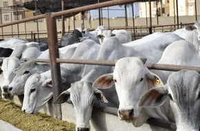 تحصين 342 ألف رأس ماشية ضد مرض الحمى القلاعية والوادي المتصدع في المنوفية