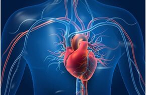 استشارات طبية.. الخلايا الجذعية وعضلة القلب
