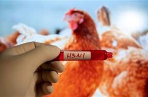 الصحة العالمية: انخفاض خطر إنفلونزا الطيور هذا العام