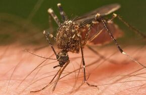 تحذير دولي من خطورة الإصابة بالملاريا.. بلغت أعلى مستوياتها | أهل مصر