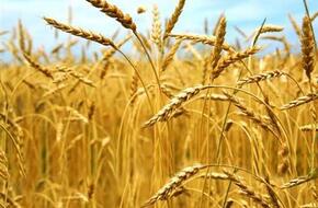 حكم الزكاة في القمح وقيمته