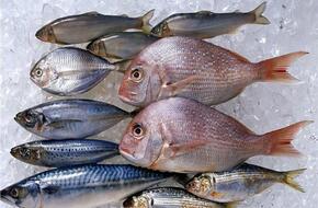انخفاض أسعار الأسماك اليوم 27 أبريل بسوق العبور