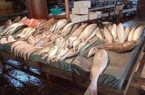 بعد المقاطعة.. انخفاض أسعار السمك النيلي بجنوب سيناء من 15 إلى 20 جنيها