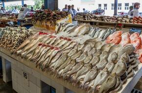 عاجل...أسعار الأسماك بسوق الجملة اليوم السبت 27 أبريل 2024 | العاصمة نيوز