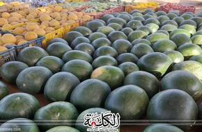 البحوث الزراعية تحذر من جني محصول البطيخ بالنهار .. فيديو | اقتصاد | بوابة الكلمة