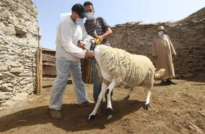 نقيب الأطباء البيطريين: نستورد 90% من احتياجاتنا من لقاحات الحيوانات من الخارج | أهل مصر