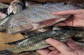 انخفاض أسعار الأسماك اليوم 28 أبريل بسوق العبور