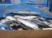 تجار: تضرر محلات الأسماك في مطروح بسبب حملة «خليها تعفن» | المصري اليوم