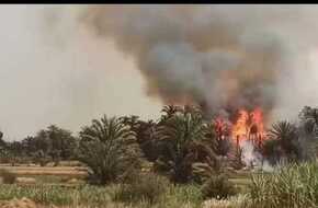 حريق ضخم في كرم نخيل يضم 200 شجرة بمركز إسنا بالأقصر | المصري اليوم