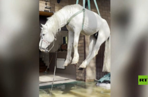 بالفيديو.. إنقاذ حصان من فيضانات أورينبورغ بعد أن ألف الإقامة على شرفة الطابق الثاني