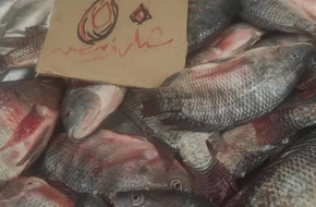 البوري بـ60 جنيها.. تجار بورسعيد يخفضون أسعار الأسماك حتى 50%.. والغرفة التجارية تشيد بـ«المقاطعة الحضارية» (صور) | أهل مصر