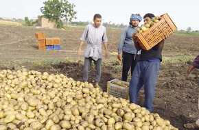 «المصري اليوم» ترصد مراحل حصاد محصول البطاطس في القليوبية | المصري اليوم