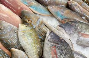 أسعار الأسماك بسوق المنيب في الجيزة اليوم