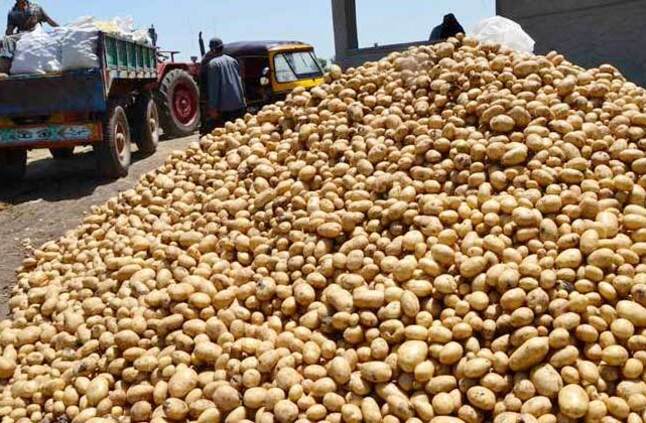 نجاح جهود المكتب التجاري ببيروت في زيادة الصادرات المصرية من البطاطس إلى لبنان