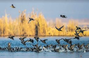 البيئة تشارك في الاحتفال باليوم العالمي للطيور المهاجرة