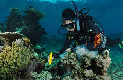 المرجان المقاوم للتغير المناخي.. كيف نجحت تلك المستعمرات في مواجهة الخطر؟