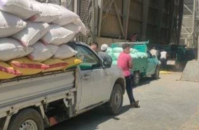 تموين الإسكندرية: توريد ما يزيد على 65 ألف ونصف طن قمح