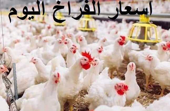 سعر الفراخ البيضاء والبيض البلدي بعد ارتفاعه الجمعة 17 مايو 2024 | المصري اليوم