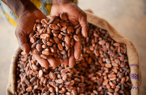 انخفاض أسعار الكاكاو وسط توقع زيادة المحصول 