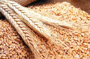 زراعة المنيا: محصول القمح يبشر بإنتاج وفير خلال العام الجاري