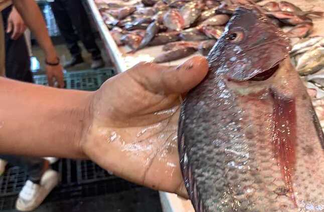 فوائد السمك البلطي على صحة القلب (تعرف عليها) | المصري اليوم