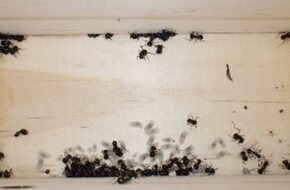اعمل نفسك ميت.. اكتشاف مستعمرة نمل تتظاهر بالموت لتجنب الحيوانات المفترسة - اليوم السابع