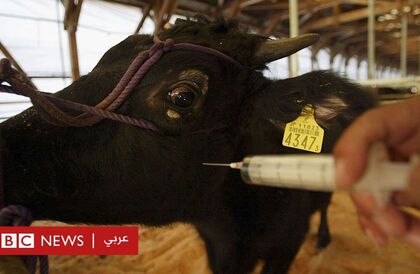 إنفلونزا الطيور تصيب الأبقار في الولايات المتحدة، وتحذيرات من "عواقب وخيمة" إذا انتقلت للبشر  - BBC News عربي