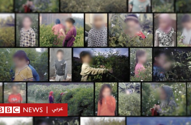 تحقيق لبي بي سي يكشف ارتباط صناعة العطور الفاخرة بعمالة الأطفال - BBC News عربي