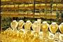 اسعار الذهب اليوم | الثلاثاء 28-5-2024 بمصر ارتفاع أسعار الذهب في مصر حيث سجل عيار 21 متوسط 3120 جنيه