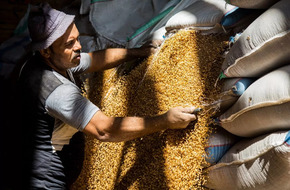 "التموين": توريدات القمح المحلى تتجاوز 3 ملايين طن حتى صباح اليوم