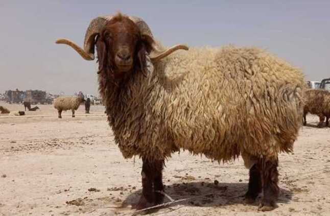 صبغة شعر و«بوتوكس» للخراف.. ماذا يحدث بأحد أسواق الماشية في سوريا؟ | المصري اليوم