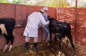 تحصين 92 ألف ماشية ضد الحمى القلاعية والوادي المتصدع في بني سويف