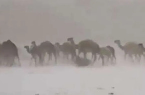 سبب تحول صحراء الطائف للون الأبيض.. مشهد مٌذهل للإبل (فيديو)