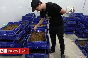 الذكاء الاصطناعي: كيف يلجأ مربو الحشرات إليه لمساعدتهم في خفض التكاليف؟ - BBC News عربي