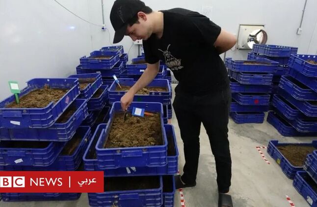 الذكاء الاصطناعي: كيف يلجأ مربو الحشرات إليه لمساعدتهم في خفض التكاليف؟ - BBC News عربي