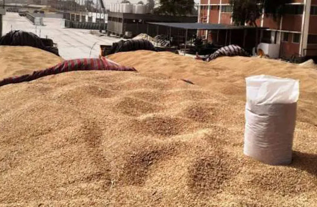خبير زراعي: ارتفاع معدلات توريد القمح نتيجة جهود الدولة لدعم المزارعين